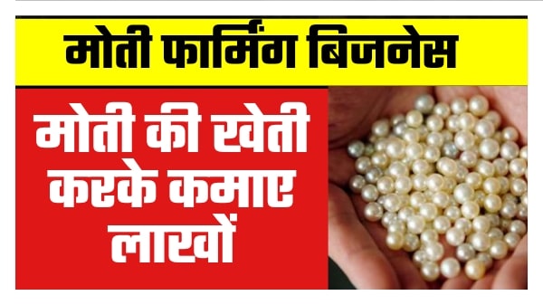 मोती फार्मिंग बिजनेस कैसे करें?