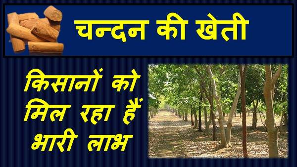 चन्दन की खेती कैसे करे