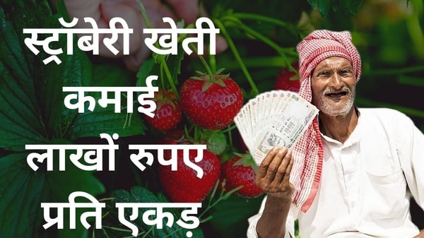 स्ट्रॉबेरी की खेती स्ट्रॉबेरी की खेती की कैसे करें?